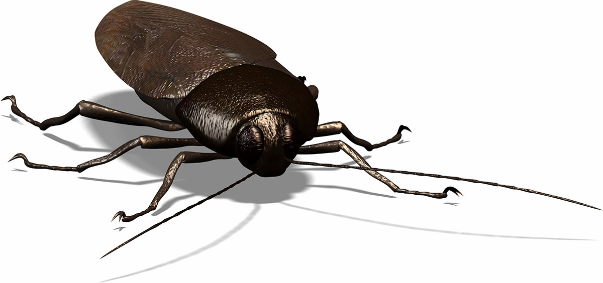 Bug