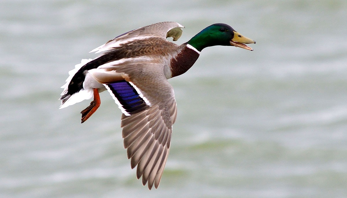 DuckDuckGo