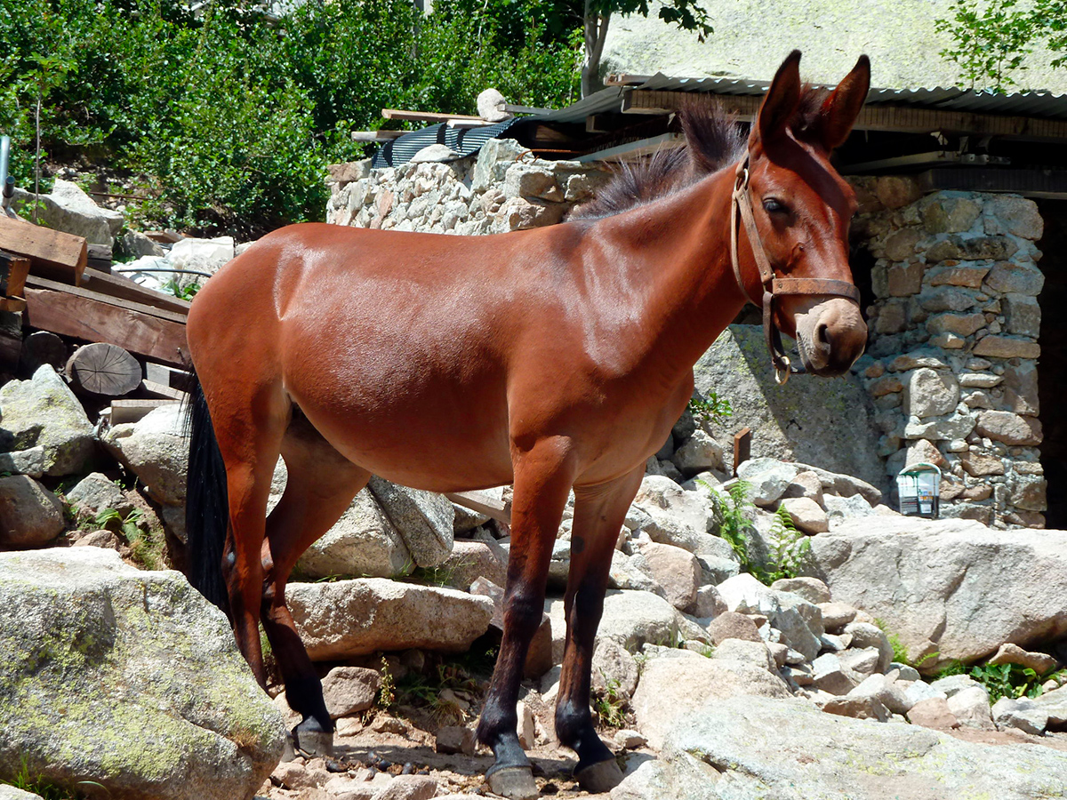 E-Mule