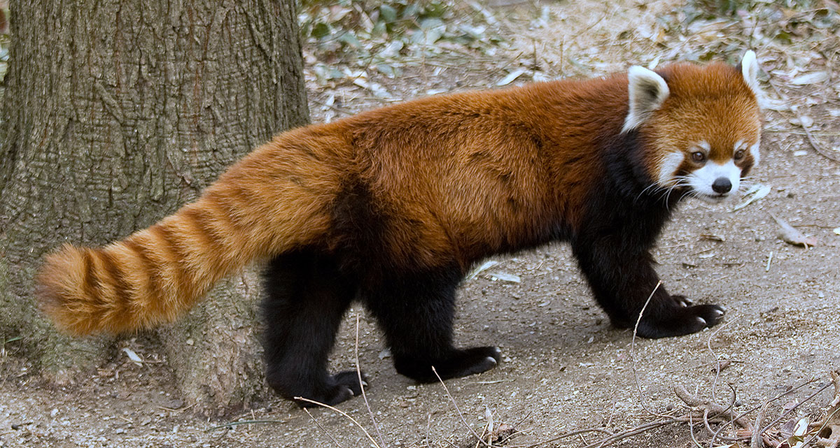 Firefox